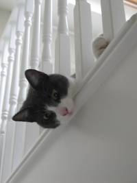 Temporary Visitor
